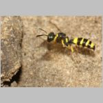 Cerceris quadricincta - Knotenwespe w001c 10mm - OS-Wallenhorst-Sandgrube-det.jpg